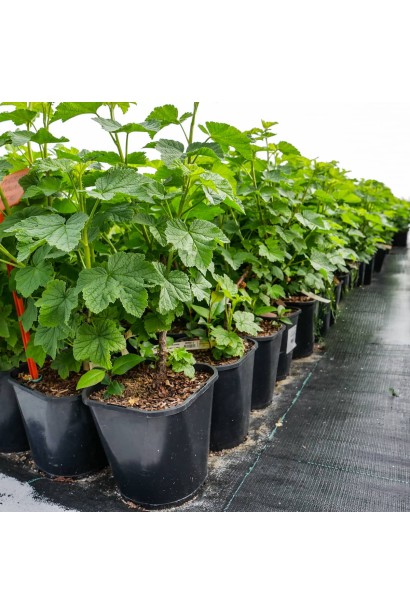 Саджанці смородини Фараон в горщику